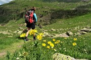 65 Scendiamo ai Laghi Gemelli tra fiori si doronico del granito (Doronicum clusii) in fiore